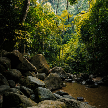Hutan Tropika Malaysia Poster