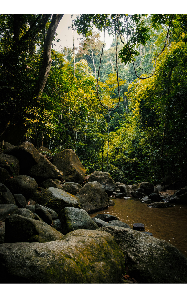 Hutan Tropika Malaysia Poster